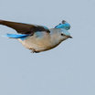 Mountain Bluebird